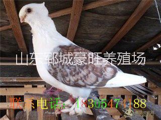 優(yōu)良種鴿圖片/優(yōu)良種鴿樣板圖 (2)