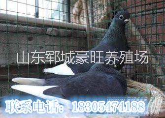 山東豪旺養(yǎng)殖場(chǎng)出售優(yōu)良鴿苗圖片