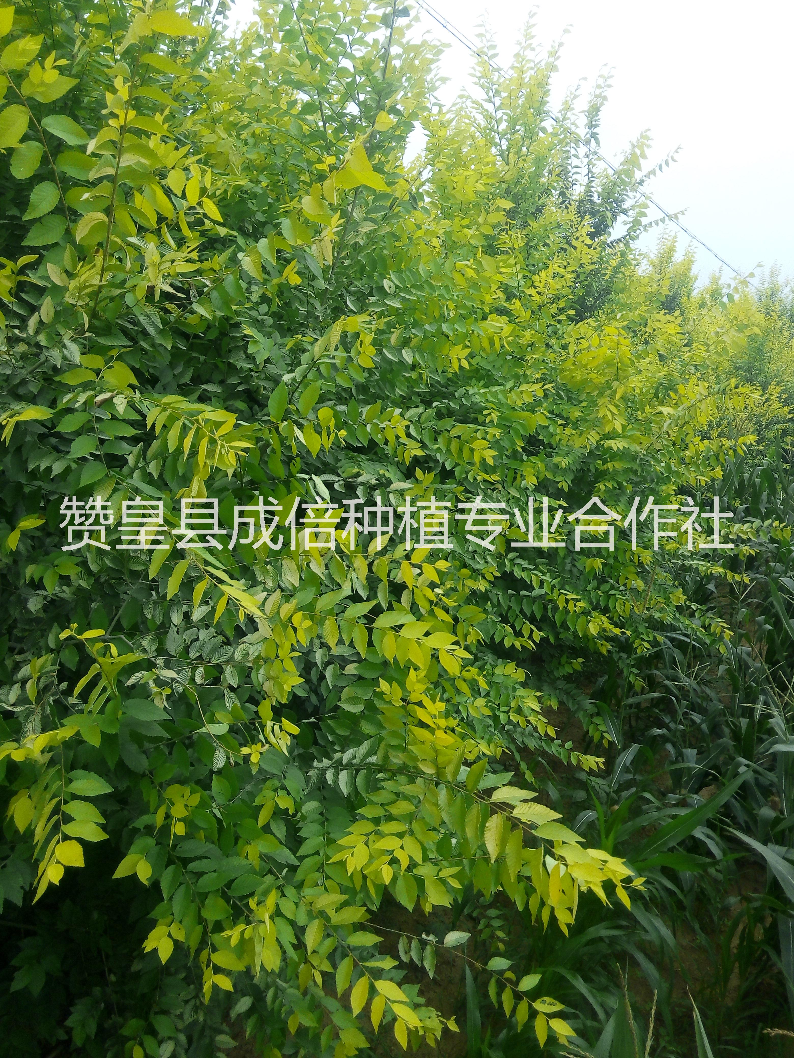 供应河北核桃苗，赞皇专业核桃苗种植基地，优质薄皮核桃苗批发图片