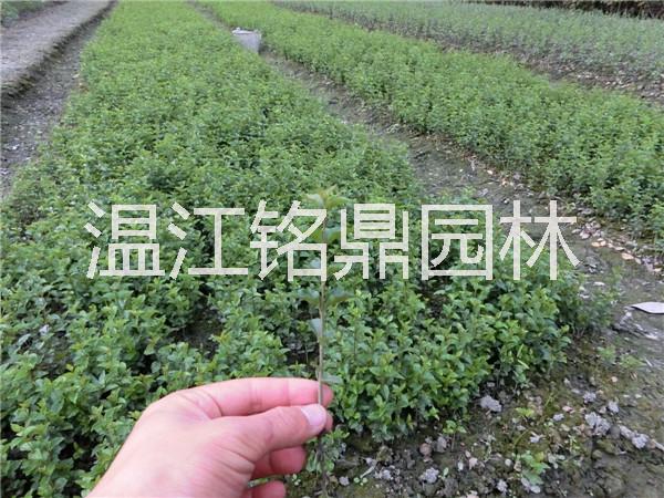 四川小葉女貞/小葉女貞批發(fā)價(jià)格圖片/四川小葉女貞/小葉女貞批發(fā)價(jià)格樣板圖 (3)