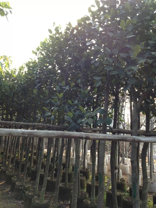 菠蘿蜜圖片/菠蘿蜜樣板圖 (2)