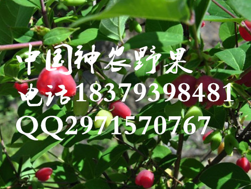 批发三年以上相思果苗供应相思果基地批发三年以上相思果苗（相思果供货商）