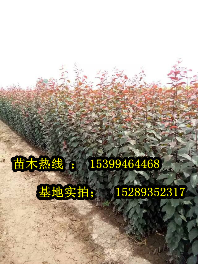 紅葉李圖片/紅葉李樣板圖 (2)
