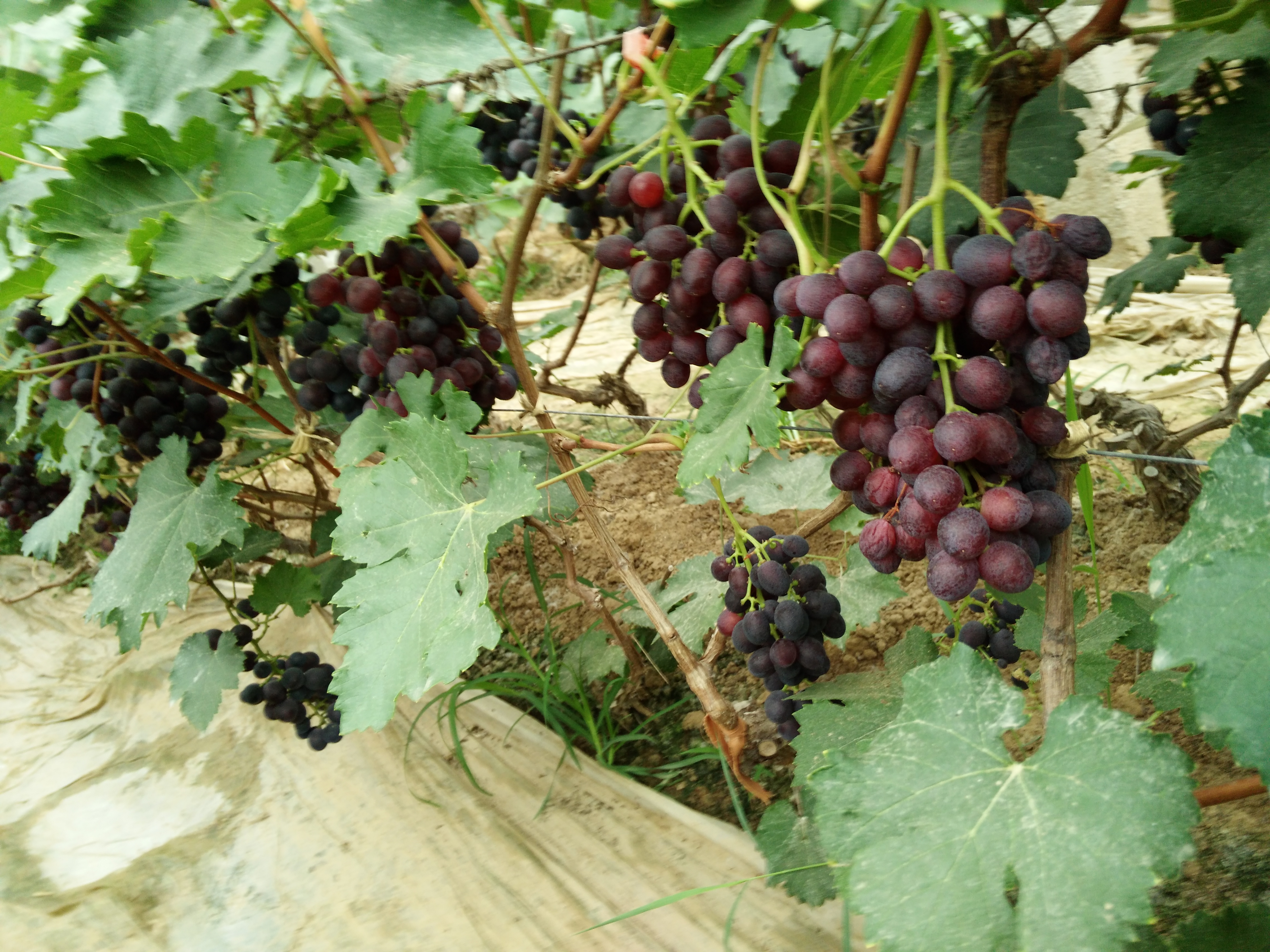 榮名葡萄苗4號價格圖片