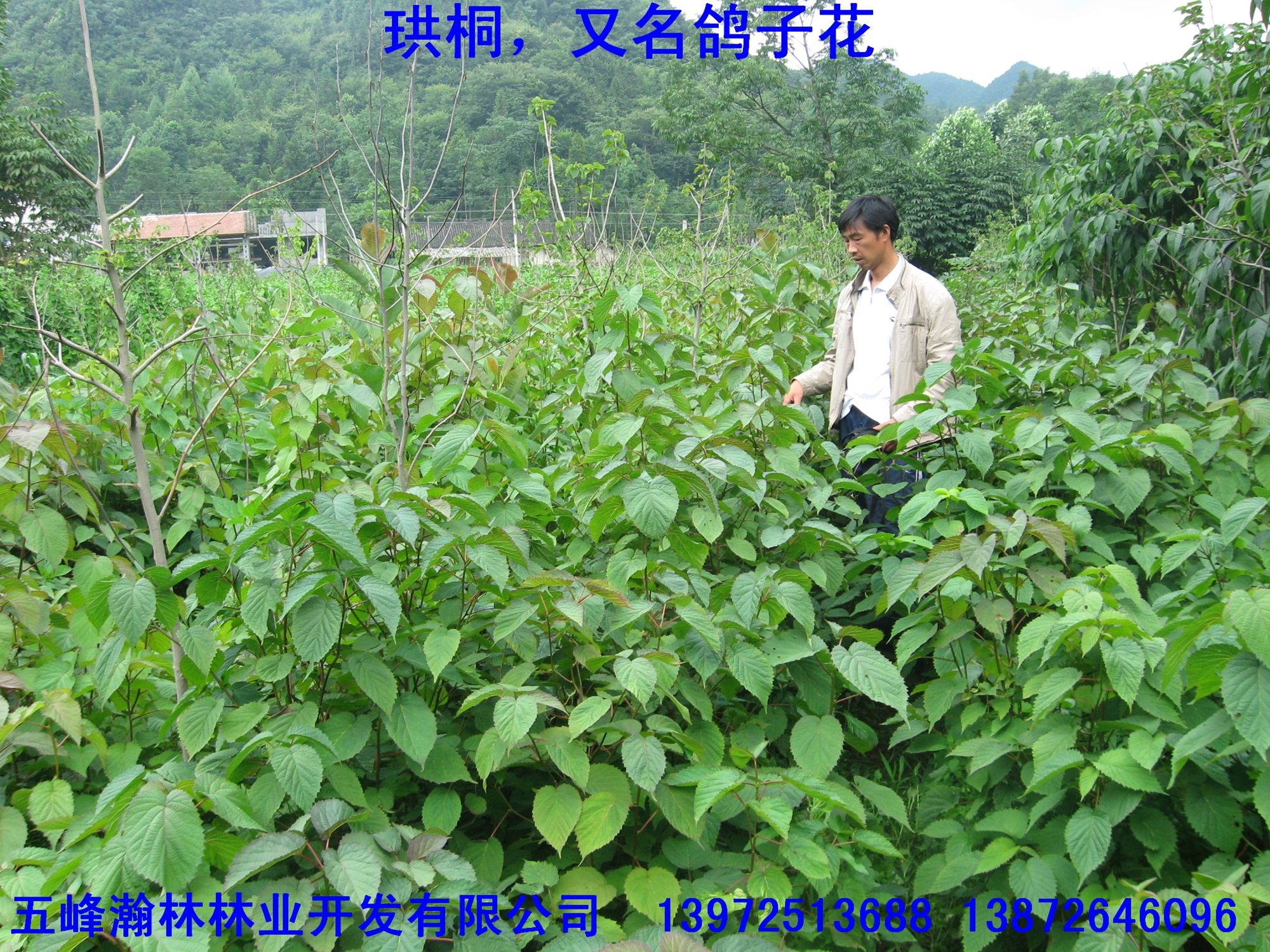 珙桐苗圖片/珙桐苗樣板圖 (2)