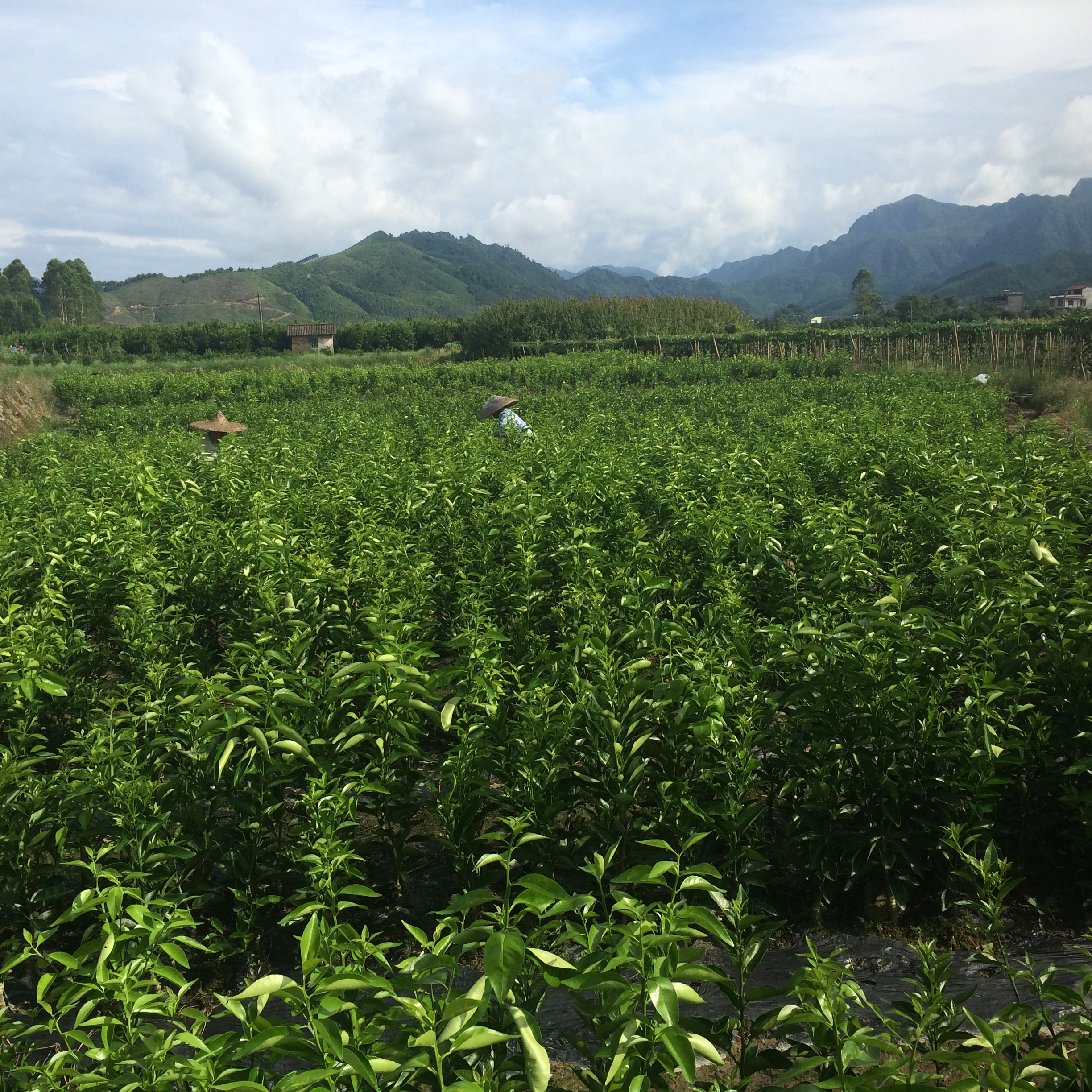 貢柑皇帝柑圖片/貢柑皇帝柑樣板圖 (3)