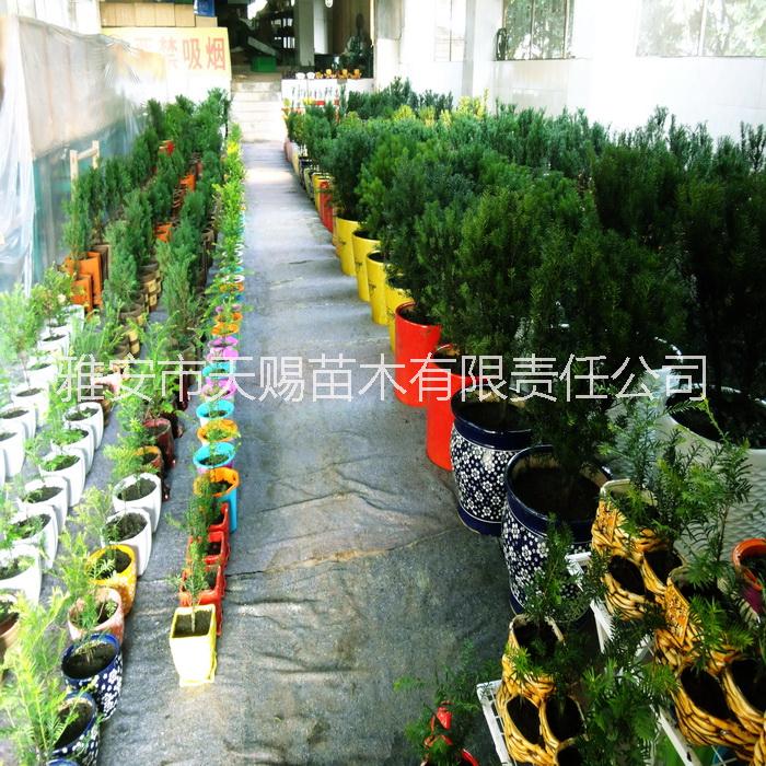 雅安市室内绿植红豆杉盆景南方红豆杉盆景厂家