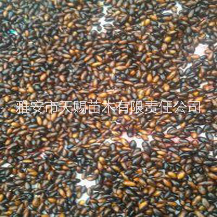 雅安金絲楠、楨楠種子、小苗、杯苗圖片/雅安金絲楠、楨楠種子、小苗、杯苗樣板圖 (2)