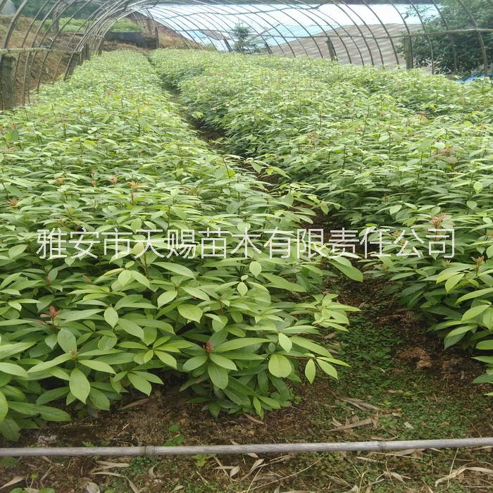 雅安金絲楠、楨楠種子、小苗、杯苗圖片