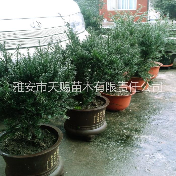紅豆杉曼地亞圖片/紅豆杉曼地亞樣板圖 (4)