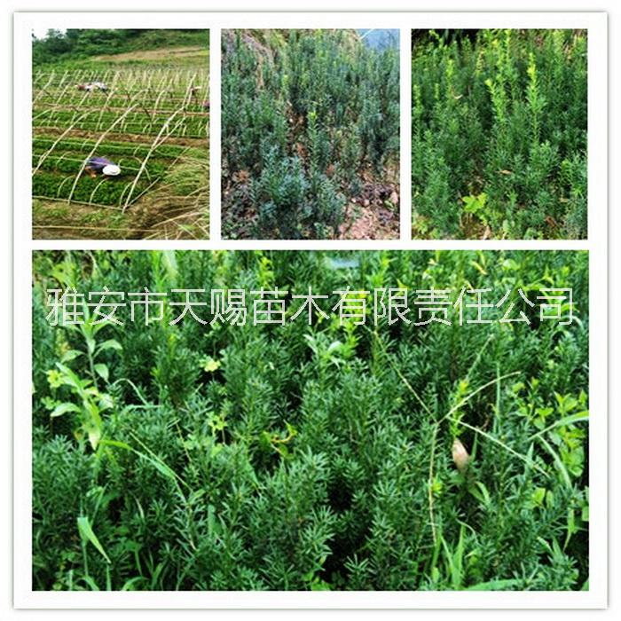 曼地亞紅豆杉圖片/曼地亞紅豆杉樣板圖 (4)