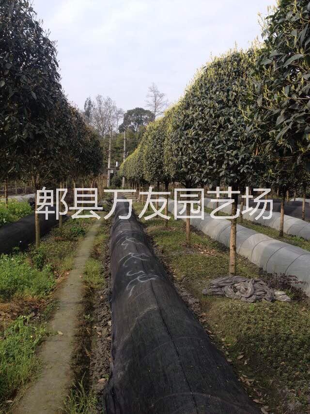 成都高桿桂花圖片/成都高桿桂花樣板圖 (2)