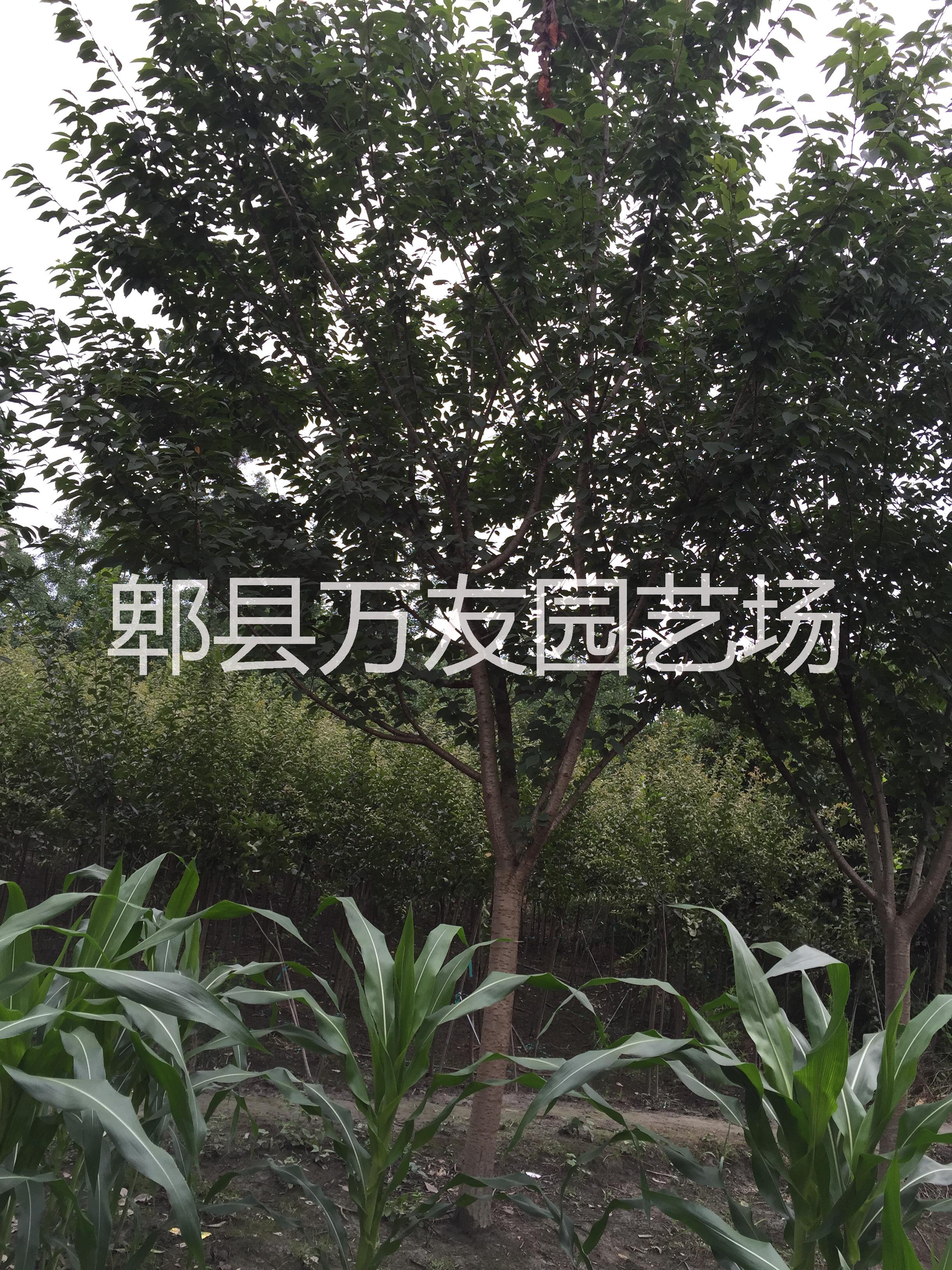 供应四川高杆樱花批发/四川高杆樱花批发基地/成都高杆樱花价格