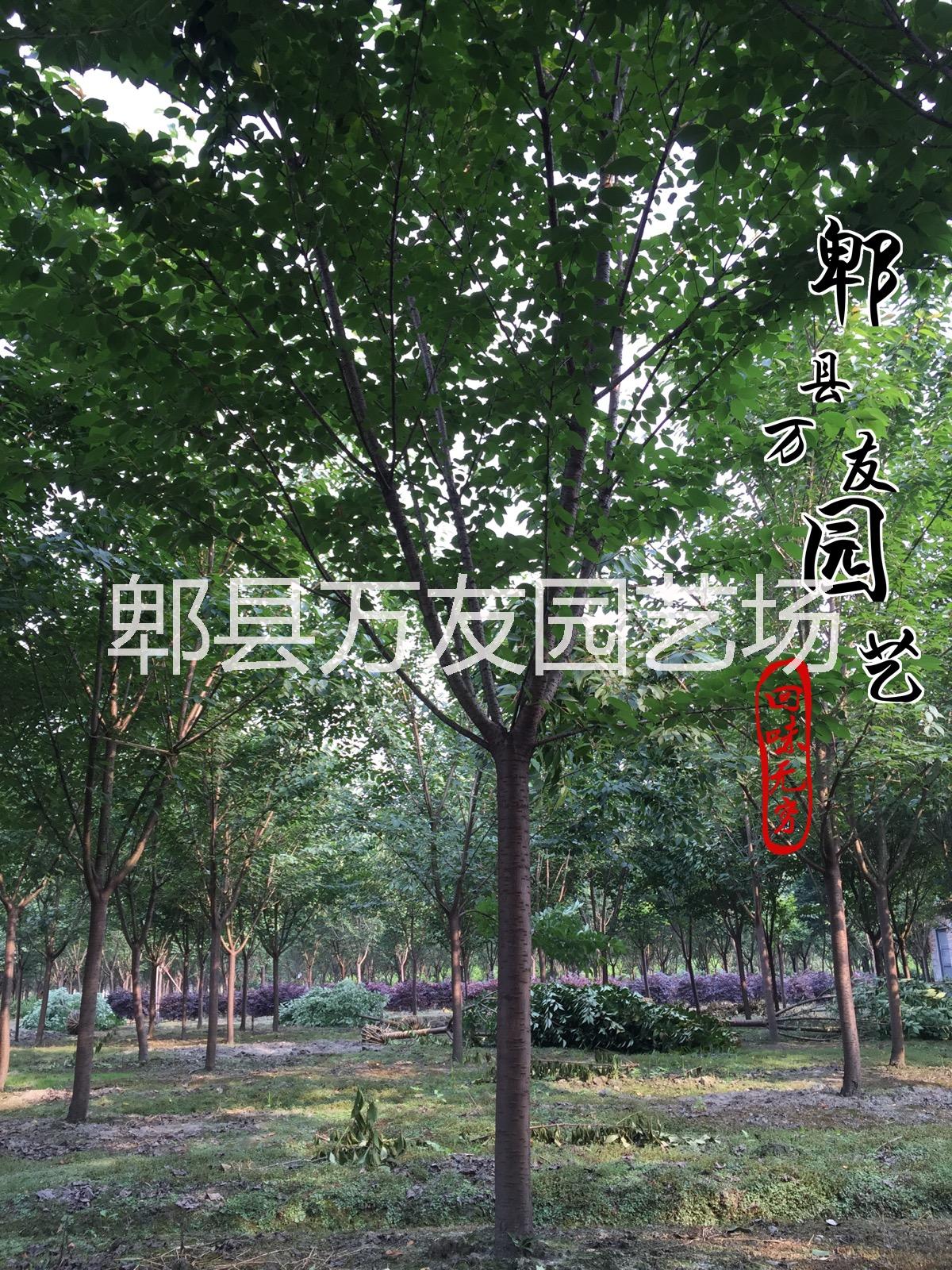 供应成都高杆晚樱批发/四川晚樱基地/成都晚樱批发/成都高杆樱花价格图片