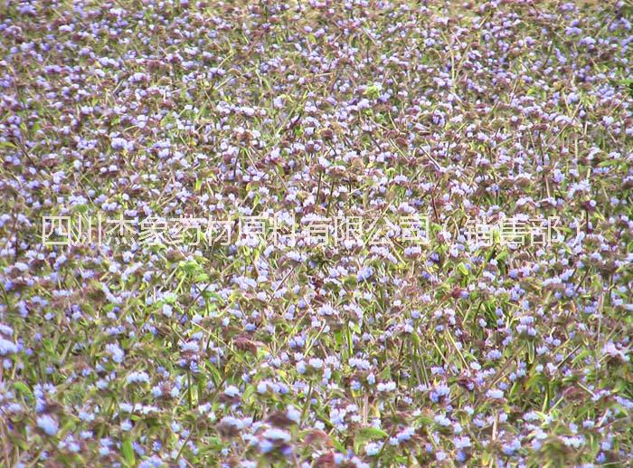 黄芩苷、黄芩甙供应黄芩苷、黄芩甙