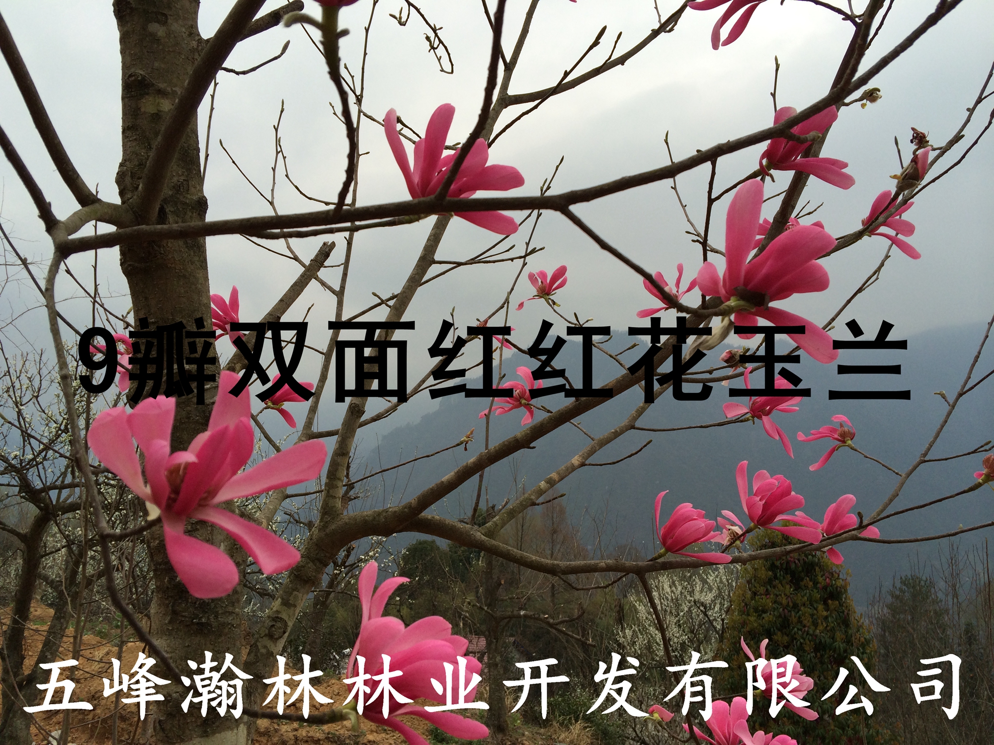 紅花玉蘭圖片/紅花玉蘭樣板圖 (2)