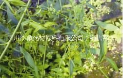 柴胡提取物圖片/柴胡提取物樣板圖 (2)