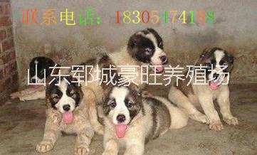 肉狗養(yǎng)殖圖片/肉狗養(yǎng)殖樣板圖 (2)