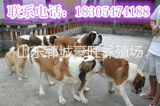 大理出售肉狗圖片/大理出售肉狗樣板圖 (3)