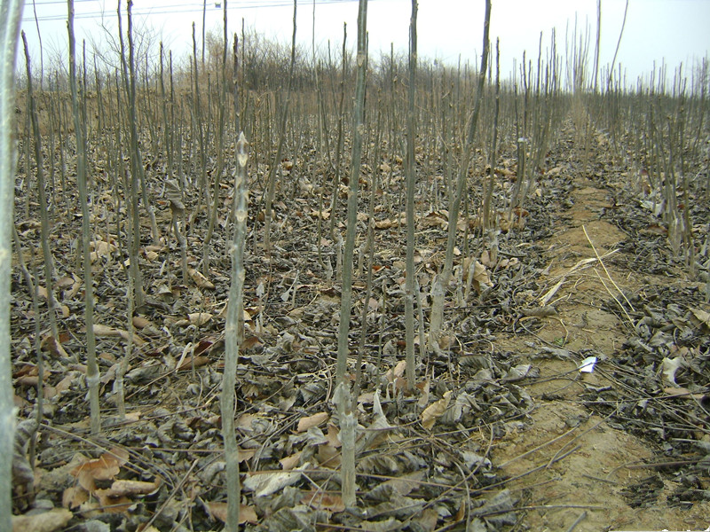 核桃苗圖片/核桃苗樣板圖 (4)