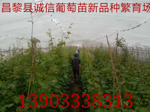 供应用于吃的河北夏黑芽变葡萄苗哪家好，夏黑芽变葡萄苗基地，夏黑芽变葡萄苗报价图片