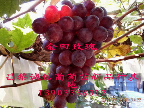 金田玫瑰葡萄圖片/金田玫瑰葡萄樣板圖 (3)