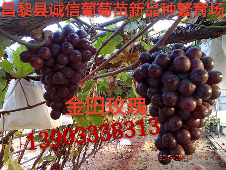 金田玫瑰葡萄圖片/金田玫瑰葡萄樣板圖 (4)
