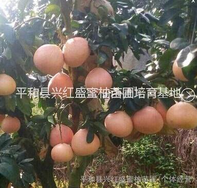 供應(yīng)平和三紅蜜柚苗價格