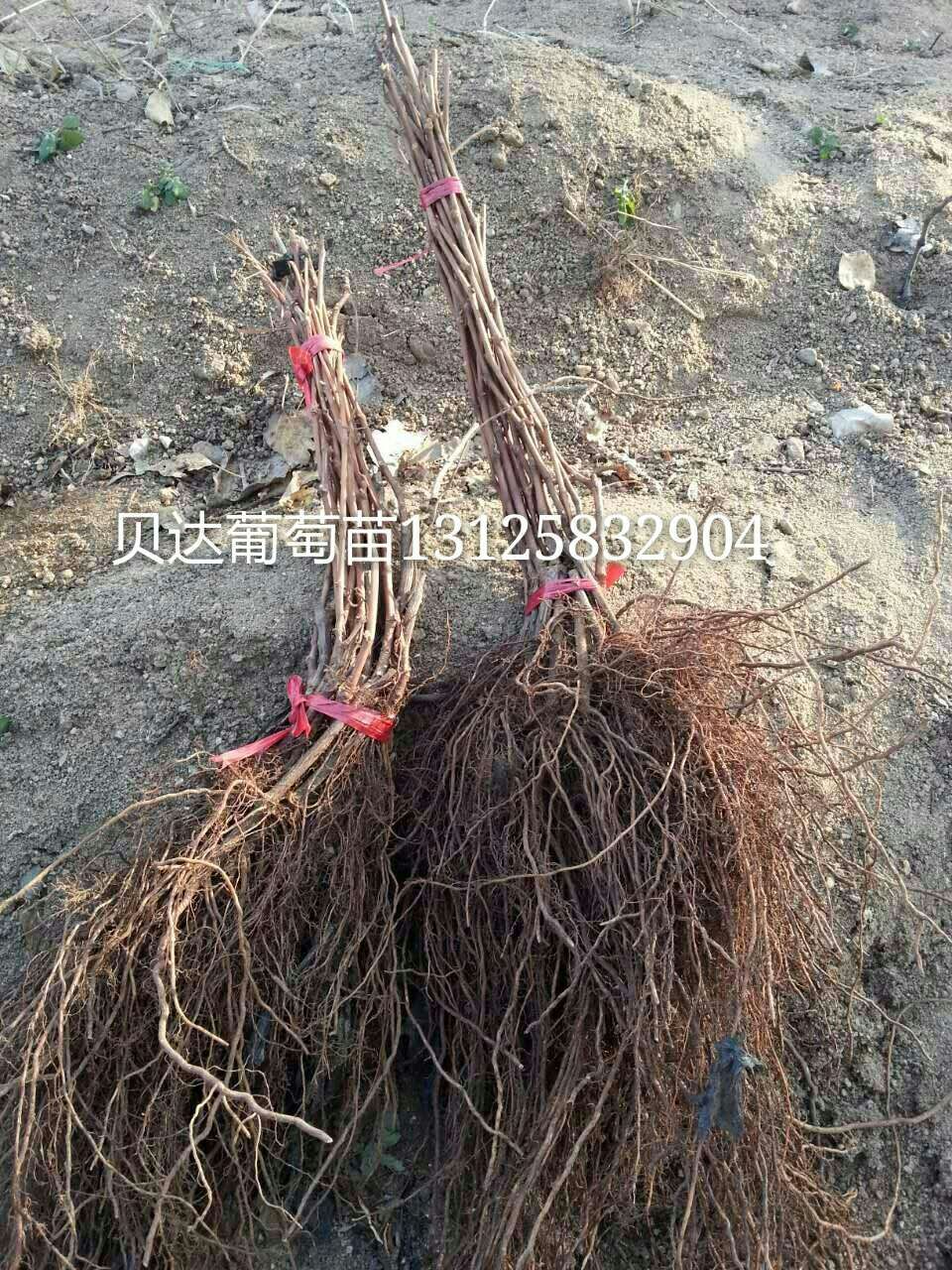 吉林貝達(dá)葡萄苗圖片