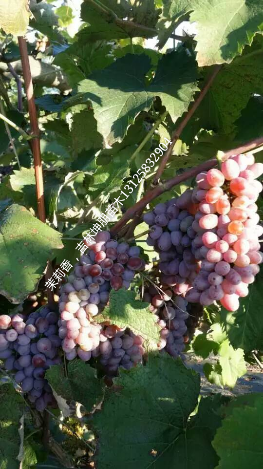 茉莉香葡萄苗圖片/茉莉香葡萄苗樣板圖 (4)