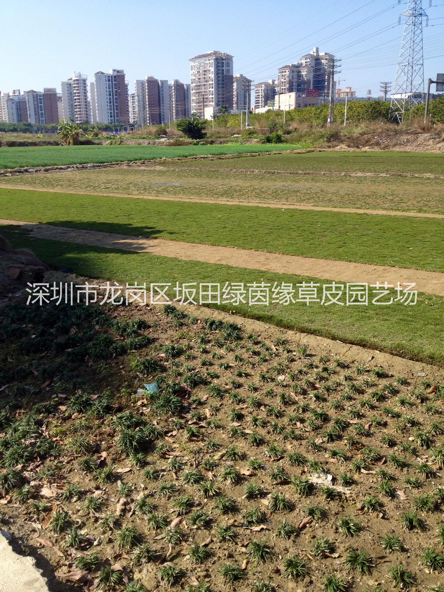惠州市玉龍草【綠茵緣】基地批發(fā)圖片