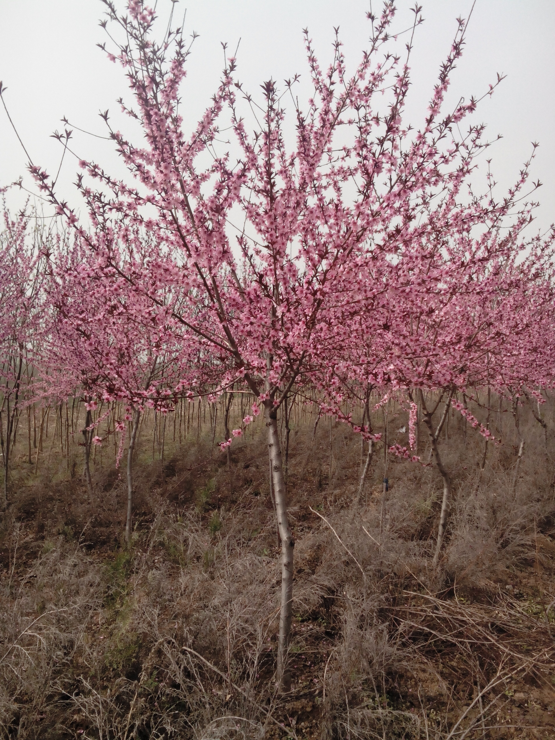 供应红叶碧桃，红叶碧桃价格，五角枫，火炬，紫叶李，紫荆，山楂树，柿子树图片