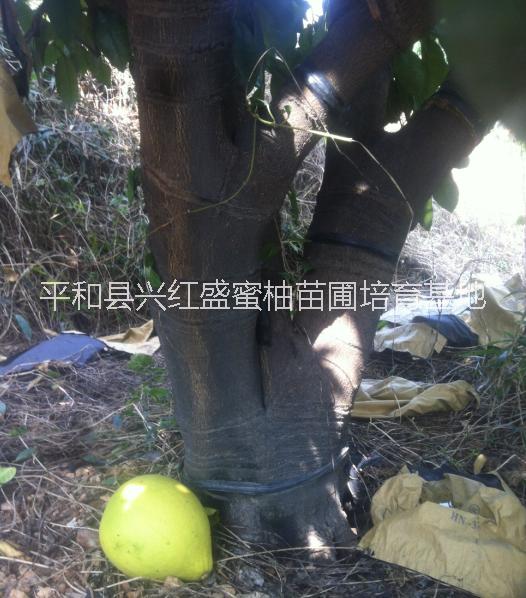 平和黃心蜜柚嫁穗接枝條大量批發(fā)圖片/平和黃心蜜柚嫁穗接枝條大量批發(fā)樣板圖 (4)