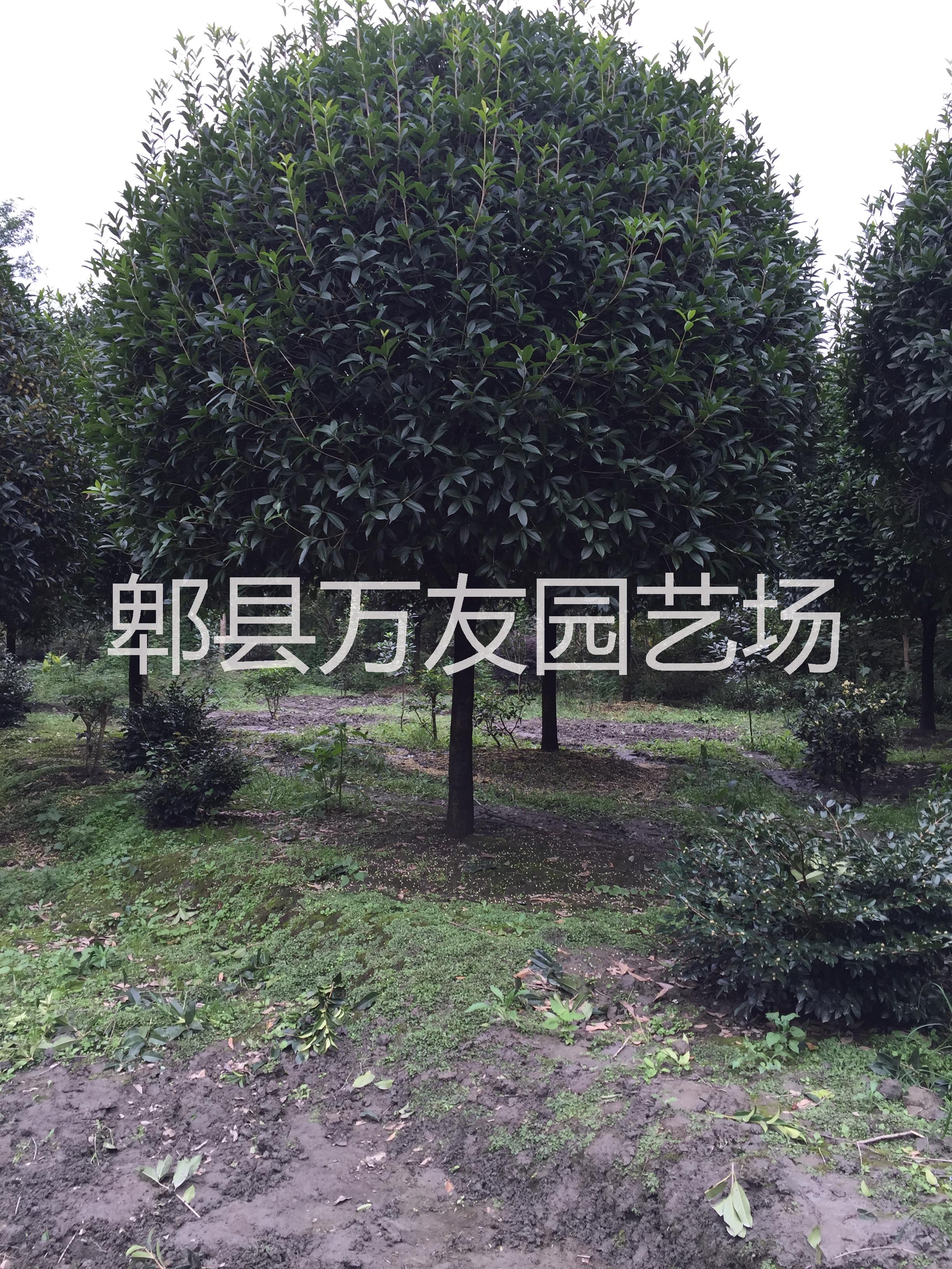 成都桂花圖片/成都桂花樣板圖 (3)