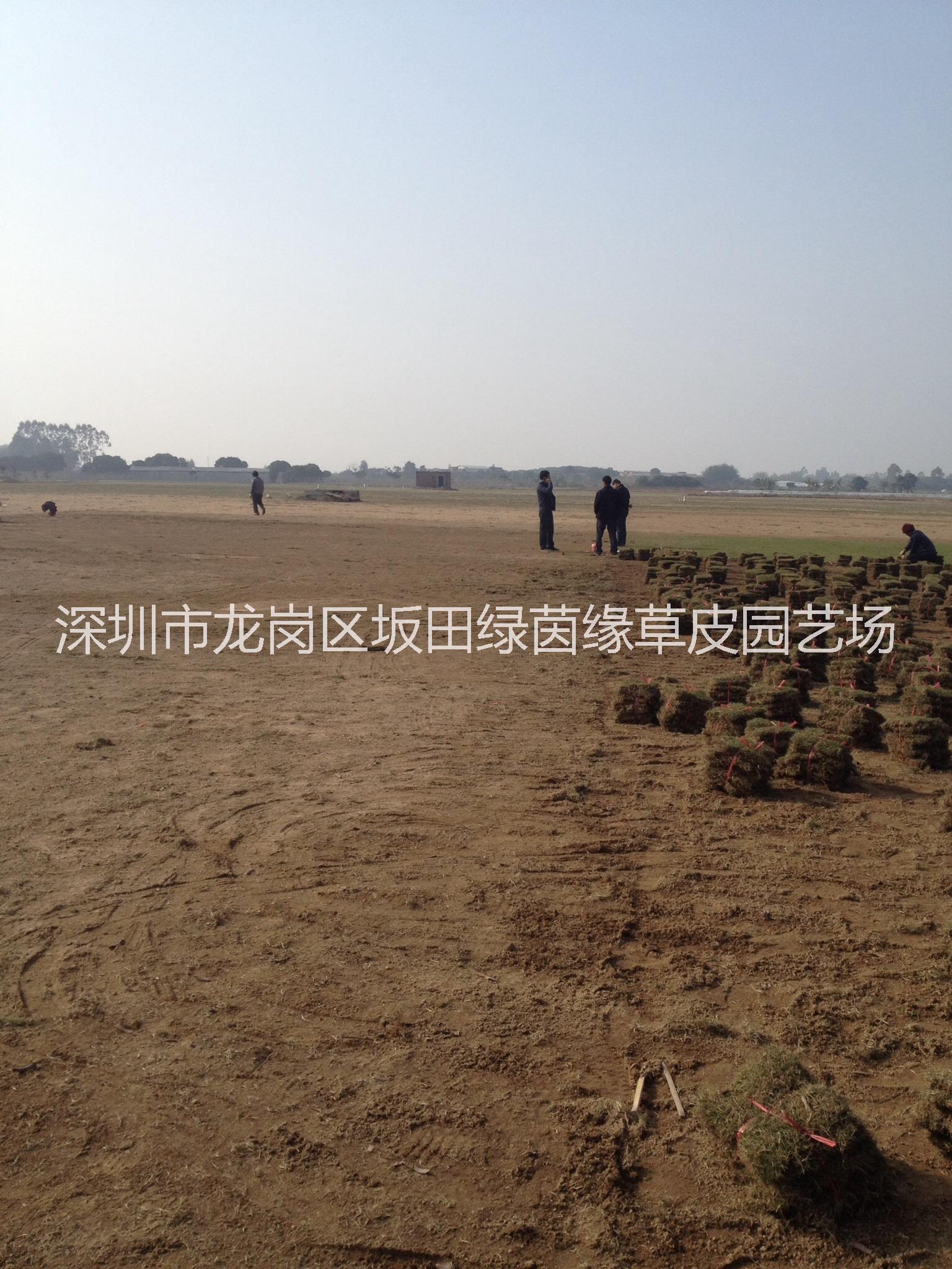 惠州市玉龍草【綠茵緣】基地批發(fā)圖片/惠州市玉龍草【綠茵緣】基地批發(fā)樣板圖 (4)