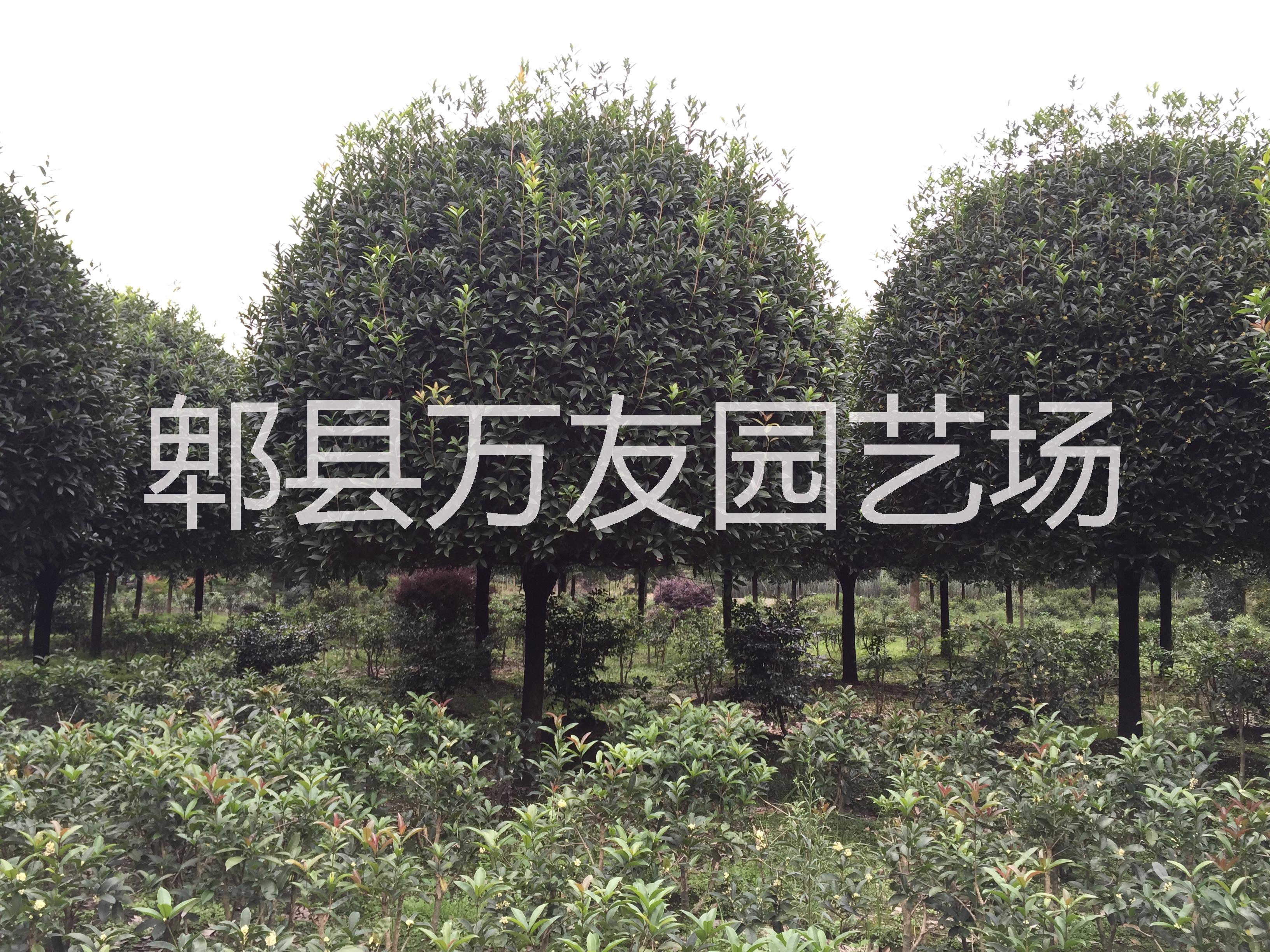 高桿桂花/高桿桂花批發(fā)/高桿桂花圖片