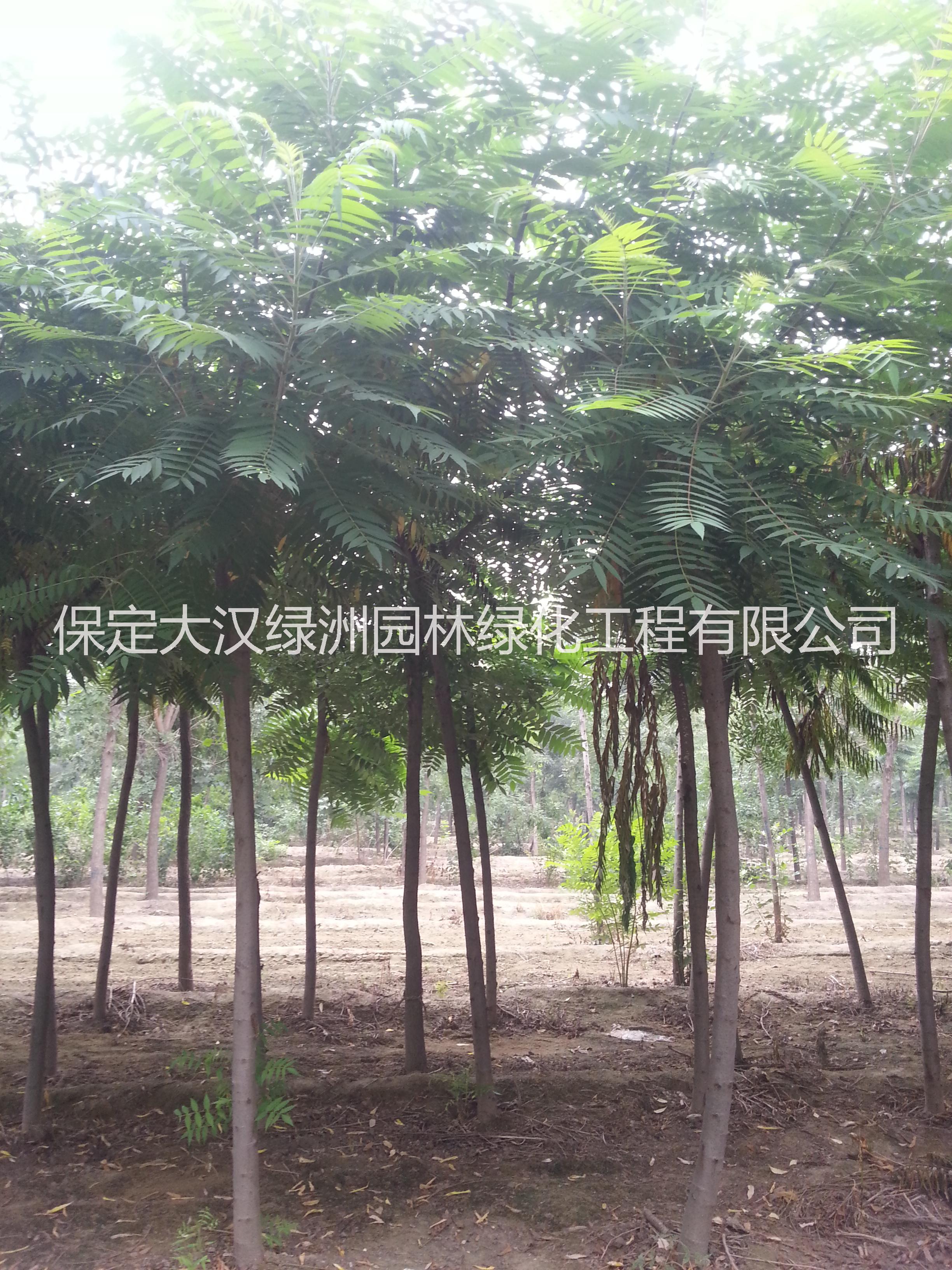 紅葉椿樹圖片/紅葉椿樹樣板圖 (2)