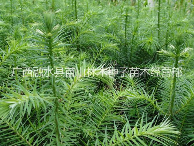 廣西融水40-50厘米速生杉樹苗圖片/廣西融水40-50厘米速生杉樹苗樣板圖 (1)