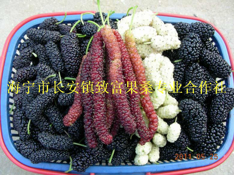 臺(tái)灣長(zhǎng)果桑苗圖片/臺(tái)灣長(zhǎng)果桑苗樣板圖 (3)