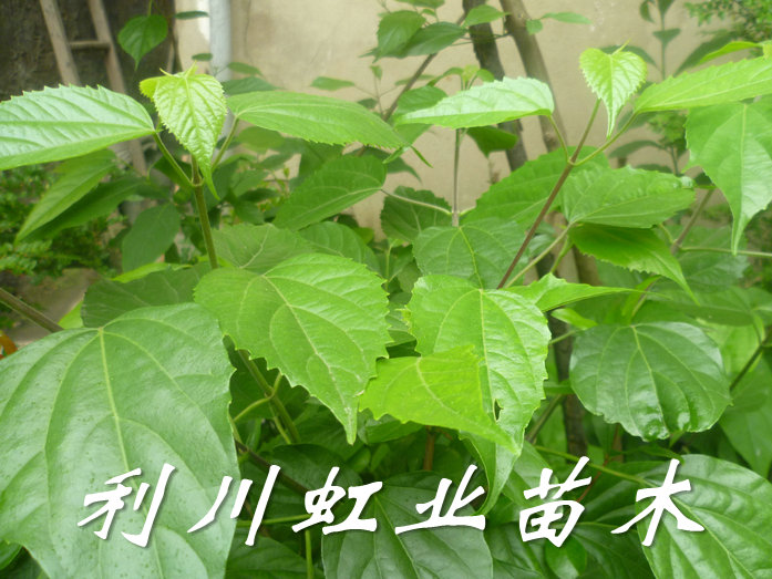 利川豆腐樹苗圖片/利川豆腐樹苗樣板圖 (2)