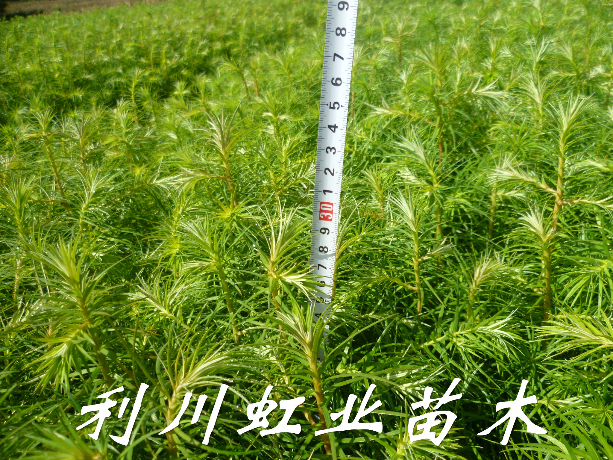 20公分杉木苗圖片