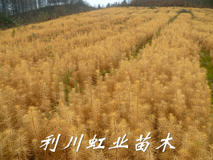 落葉松苗圖片/落葉松苗樣板圖 (4)