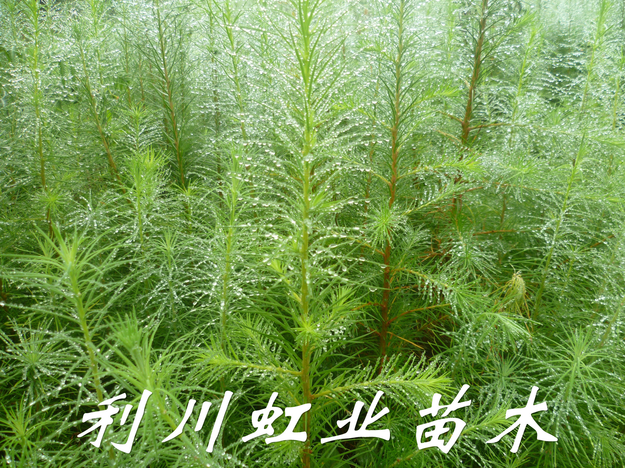 落葉松苗圖片/落葉松苗樣板圖 (2)