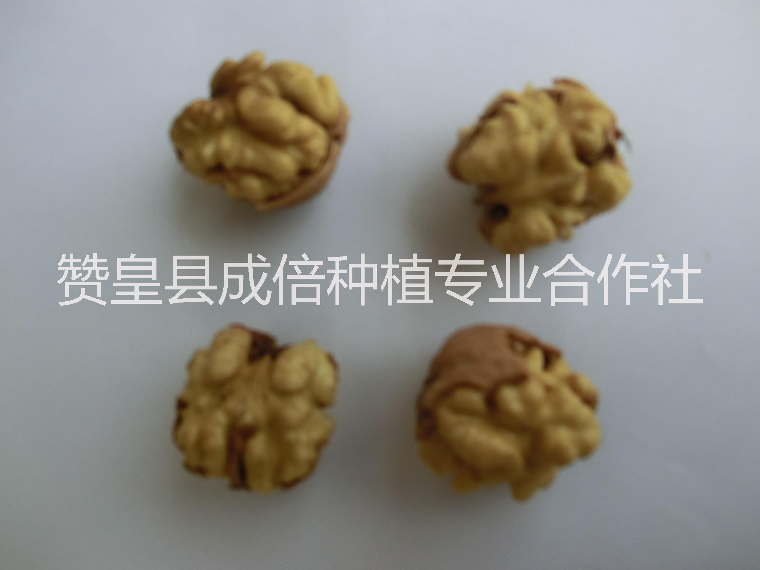 供應紙皮核桃 薄皮核桃 河北核桃 贊皇核桃
