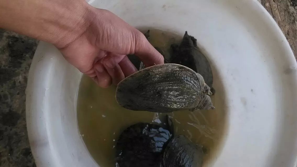 江蘇純種中華鱉甲魚苗養(yǎng)殖圖片