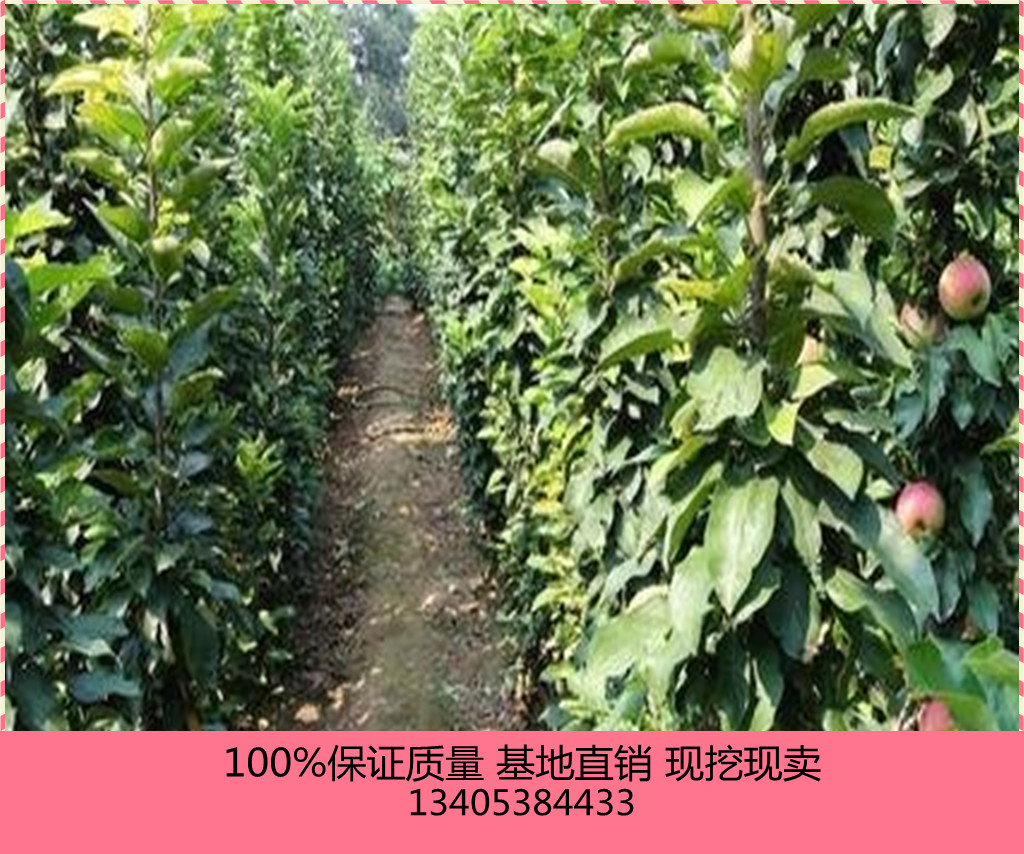 上海1公分嫁接紅嘎啦蘋果苗價(jià)格圖片/上海1公分嫁接紅嘎啦蘋果苗價(jià)格樣板圖 (2)