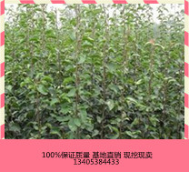 嫁接蘋果苗圖片/嫁接蘋果苗樣板圖 (1)