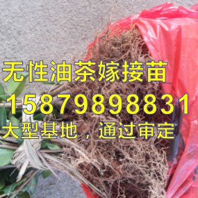 油茶苗,油茶苗價(jià)格,基地批發(fā),高產(chǎn)圖片