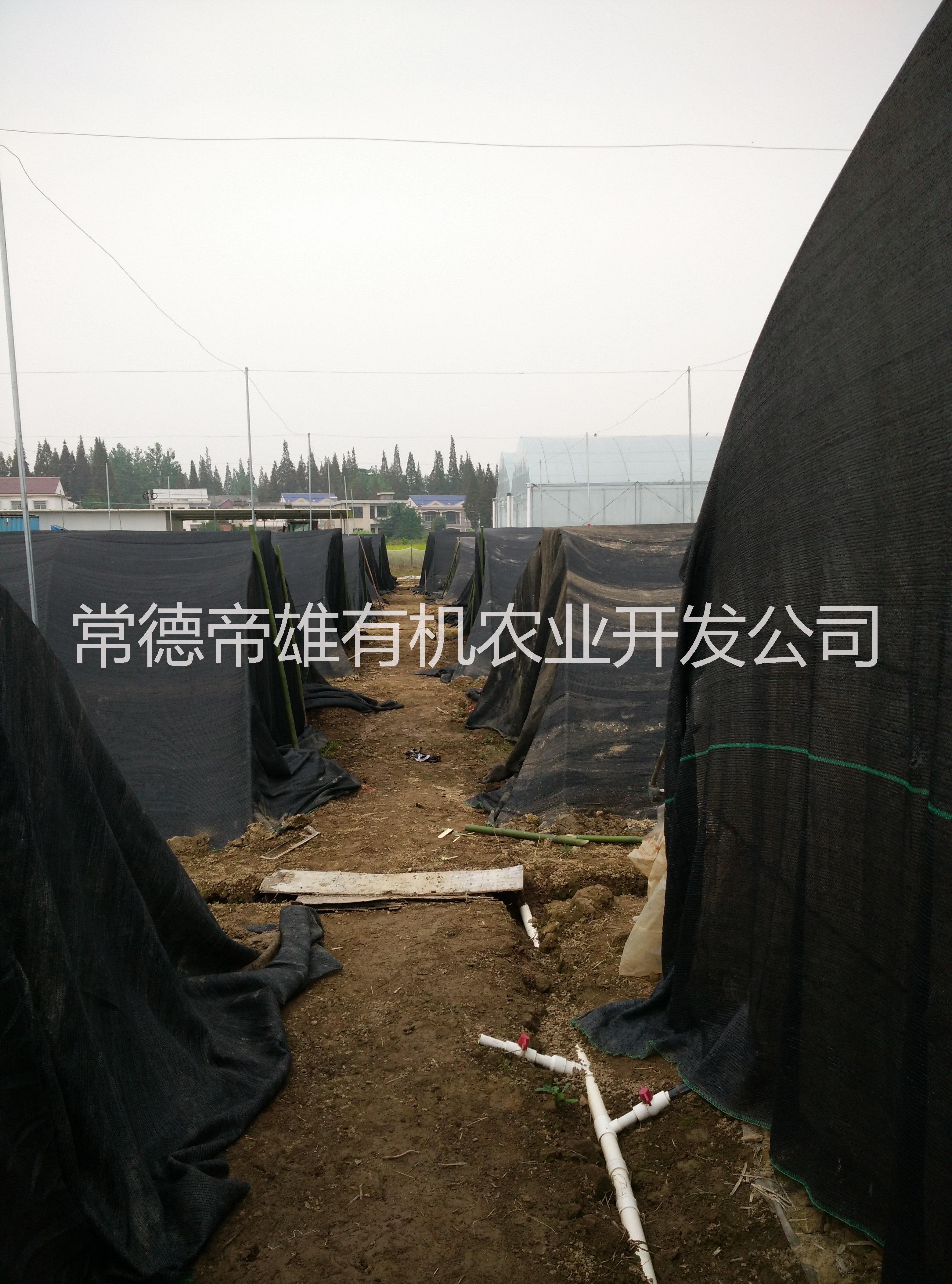 蚯蚓糞圖片/蚯蚓糞樣板圖 (2)