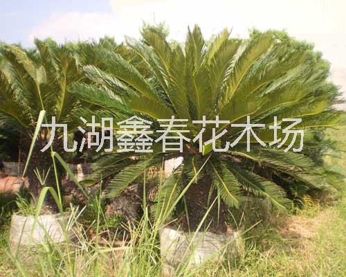 蘇鐵鐵樹圖片/蘇鐵鐵樹樣板圖 (3)